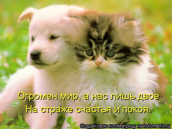 Огромен мир, а нас лишь двое На страже счастья и покоя.... Котоматрица: Огромен мир, а нас лишь двое На страже счастья и покоя.