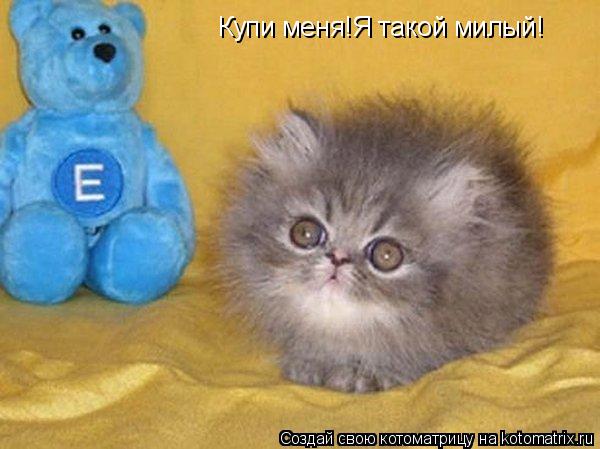 Купи меня!Я такой милый!... Котоматрица: Купи меня!Я такой милый!