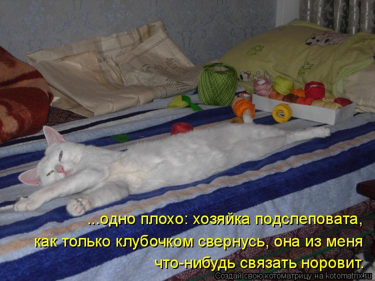 ...одно плохо: хозяйка подслеповата, как только клубочком свернусь, она из меня что-нибудь связать но... Котоматрица: ...одно плохо: хозяйка подслеповата, как только клубочком свернусь, она из меня что-нибудь связать норовит.