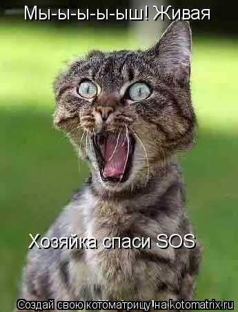 Хозяйка спаси SOS Мы-ы-ы-ы-ыш! Живая... Котоматрица: Хозяйка спаси SOS Мы-ы-ы-ы-ыш! Живая