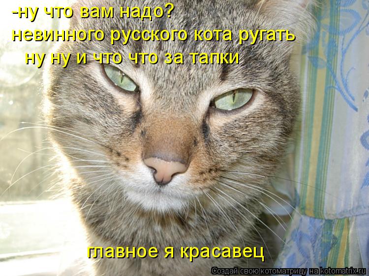 -ну что вам надо? невинного русского кота ругать ну ну и что что за тапки главное я красавец... Котоматрица: -ну что вам надо? невинного русского кота ругать ну ну и что что за тапки главное я красавец