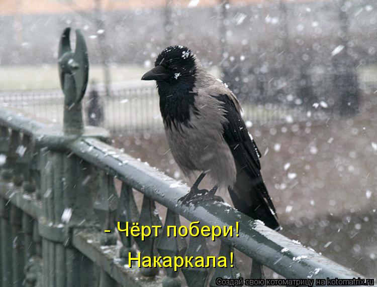 - Чёрт побери! Накаркала!... Котоматрица: - Чёрт побери! Накаркала!