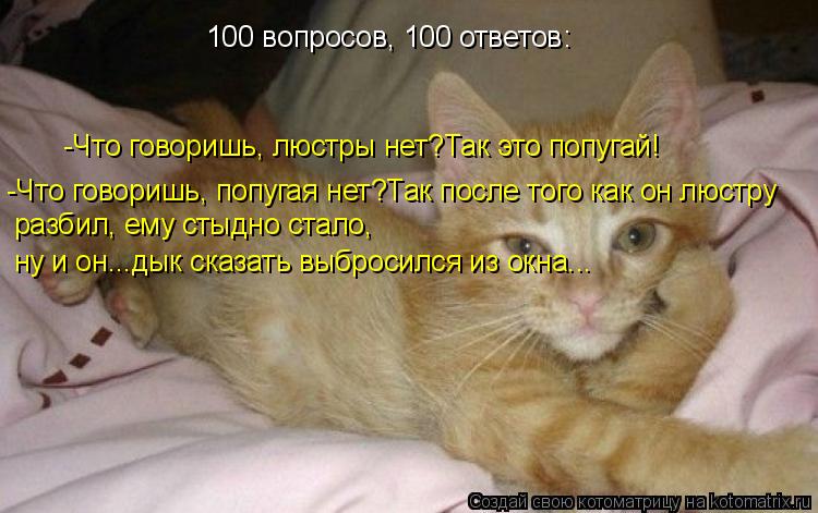 100 вопросов, 100 ответов: -Что говоришь, люстры нет?Так это попугай! -Что говоришь, попугая нет?Так ... Котоматрица: 100 вопросов, 100 ответов: -Что говоришь, люстры нет?Так это попугай! -Что говоришь, попугая нет?Так после того как он люстру разбил, ему стыдно с