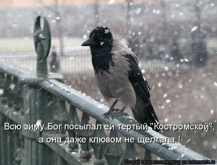 Всю зиму Бог посылал ей тертый "Костромской", а она даже клювом не щелкала !... Котоматрица: Всю зиму Бог посылал ей тертый "Костромской", а она даже клювом не щелкала !