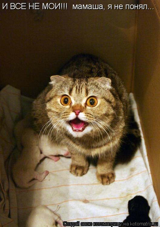 И ВСЕ НЕ МОИ!!! мамаша, я не понял...... Котоматрица: И ВСЕ НЕ МОИ!!! мамаша, я не понял...