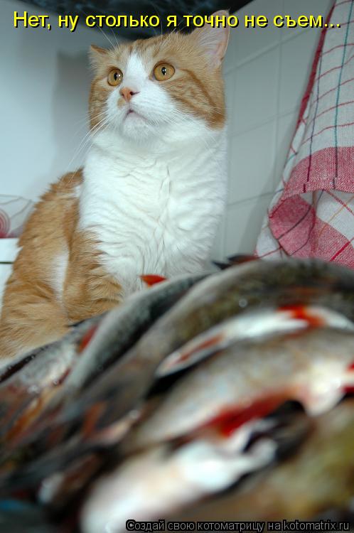 Нет, ну столько я точно не съем...... Котоматрица: Нет, ну столько я точно не съем...