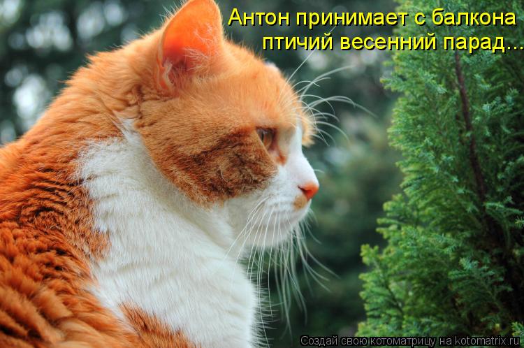 Антон принимает с балкона птичий весенний парад...... Котоматрица: Антон принимает с балкона птичий весенний парад...
