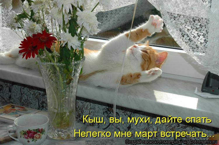 Кыш, вы, мухи, дайте спать Нелегко мне март встречать...... Котоматрица: Кыш, вы, мухи, дайте спать Нелегко мне март встречать...