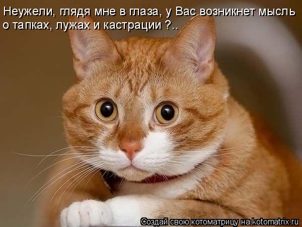 Неужели, глядя мне в глаза, у Вас возникнет мысль о тапках, лужах и кастрации ?..... Котоматрица: Неужели, глядя мне в глаза, у Вас возникнет мысль о тапках, лужах и кастрации ?..