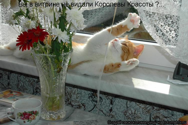 Вы в витрине не видали Королевы Красоты ?...... Котоматрица: Вы в витрине не видали Королевы Красоты ?...