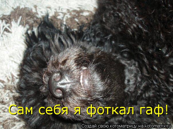 Сам себя я фоткал гаф!... Котоматрица: Сам себя я фоткал гаф!
