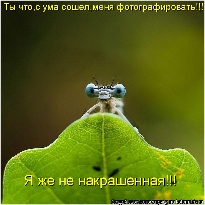 Ты что,с ума сошел,меня фотографировать!!! Я же не накрашенная!!!... Котоматрица: Ты что,с ума сошел,меня фотографировать!!! Я же не накрашенная!!!