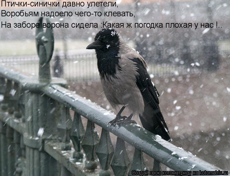 Птички-синички давно улетели, Воробьям надоело чего-то клевать, Какая ж погодка плохая у нас !.. На з... Котоматрица: Птички-синички давно улетели, Воробьям надоело чего-то клевать, Какая ж погодка плохая у нас !.. На заборе ворона сидела :