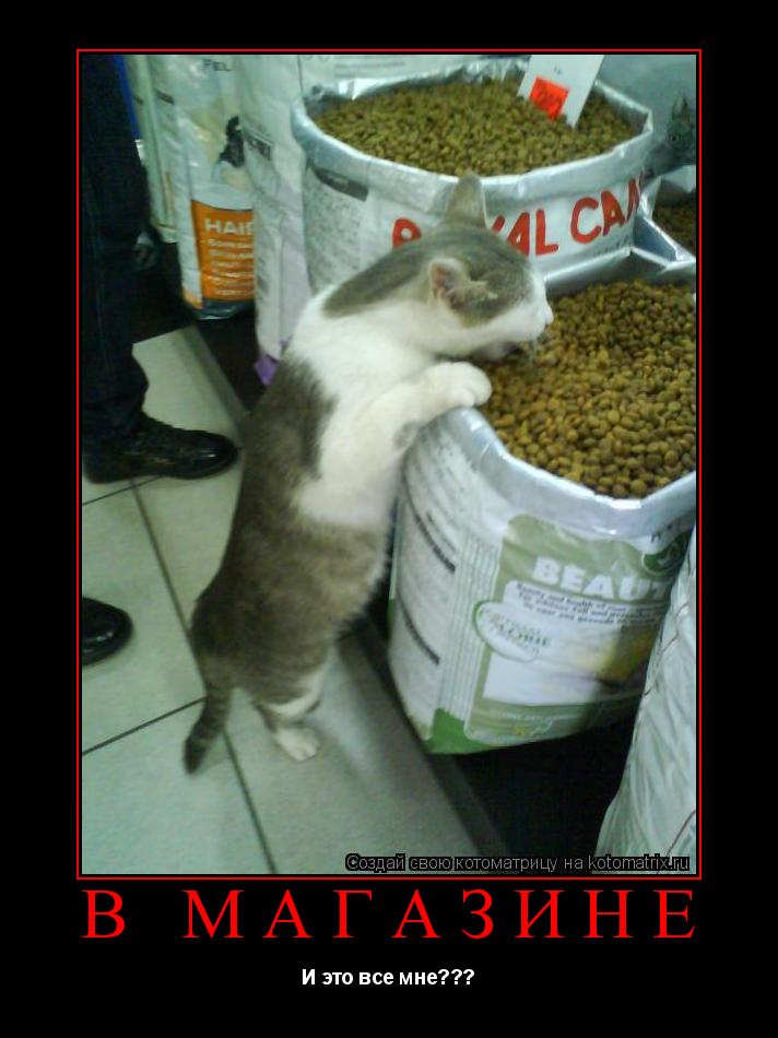 В МАГАЗИНЕ И это все мне???... Котоматрица: В МАГАЗИНЕ И это все мне???