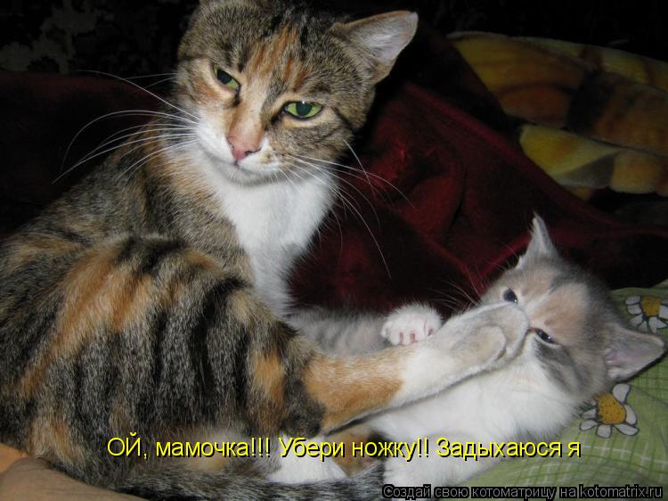 ОЙ, мамочка!!! Убери ножку!! Задыхаюся я... Котоматрица: ОЙ, мамочка!!! Убери ножку!! Задыхаюся я