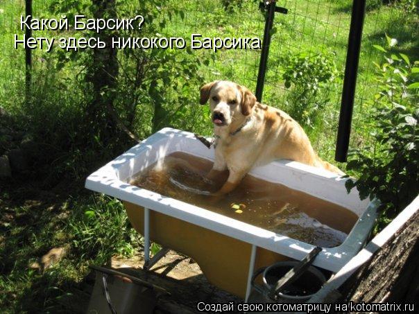 Какой Барсик? Нету здесь никокого Барсика... Котоматрица: Какой Барсик? Нету здесь никокого Барсика