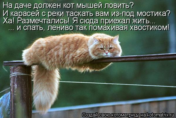 И карасей с реки таскать вам из-под мостика? На даче должен кот мышей ловить? Ха! Размечтались! Я сюд... Котоматрица: И карасей с реки таскать вам из-под мостика? На даче должен кот мышей ловить? Ха! Размечтались! Я сюда приехал жить... ... и спать, лениво так пом