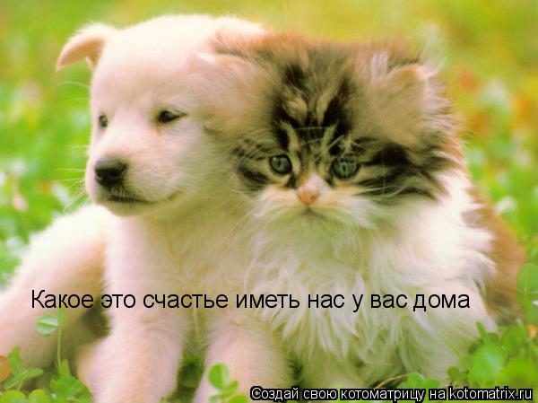 Какое это счастье иметь нас у вас дома... Котоматрица: Какое это счастье иметь нас у вас дома