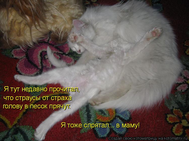 Я тут недавно прочитал, что страусы от страха голову в песок прячут. Я тоже спрятал... в маму!... Котоматрица: Я тут недавно прочитал, что страусы от страха голову в песок прячут. Я тоже спрятал... в маму!