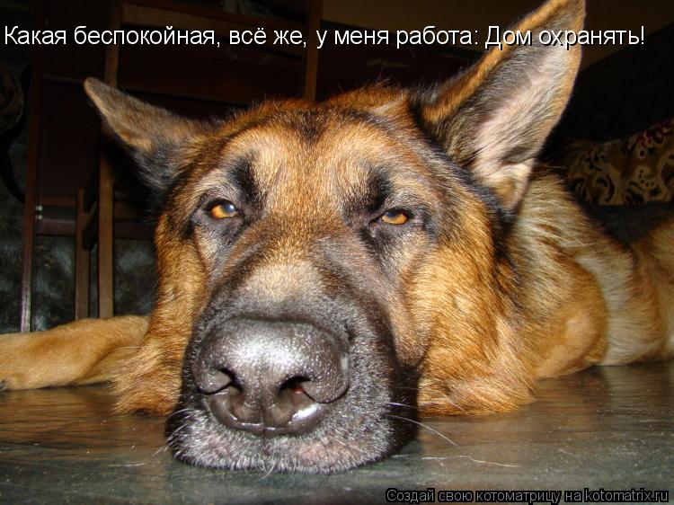 Какая беспокойная, всё же, у меня работа: Дом охранять!... Котоматрица: Какая беспокойная, всё же, у меня работа: Дом охранять!