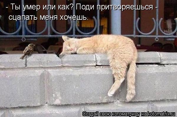 - Ты умер или как? Поди притворяешься - сцапать меня хочешь.... Котоматрица: - Ты умер или как? Поди притворяешься - сцапать меня хочешь.