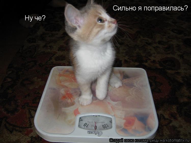Ну че? Сильно я поправилась?... Котоматрица: Ну че? Сильно я поправилась?