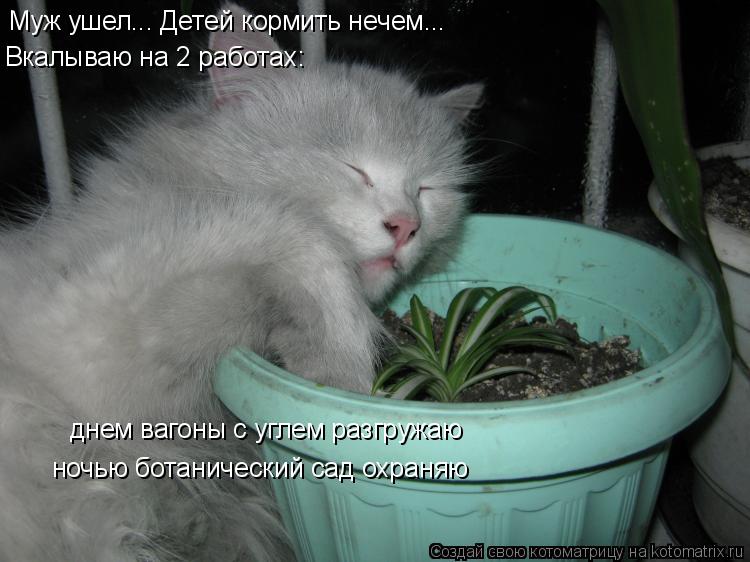 Муж ушел... Детей кормить нечем... Вкалываю на 2 работах: днем вагоны с углем разгружаю ночью ботанич... Котоматрица: Муж ушел... Детей кормить нечем... Вкалываю на 2 работах: днем вагоны с углем разгружаю ночью ботанический сад охраняю