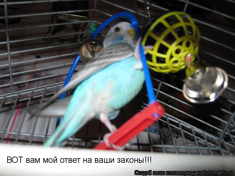 ВОТ вам мой ответ на ваши законы!!!... Котоматрица: ВОТ вам мой ответ на ваши законы!!!