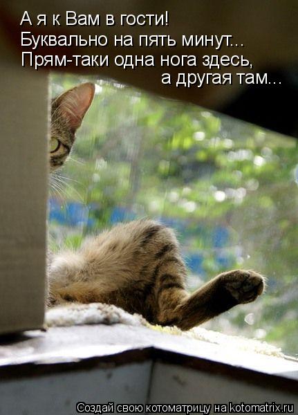 Котоматрица: А я к Вам в гости! Буквально на пять минут... Прям-таки одна нога здесь, а другая там...