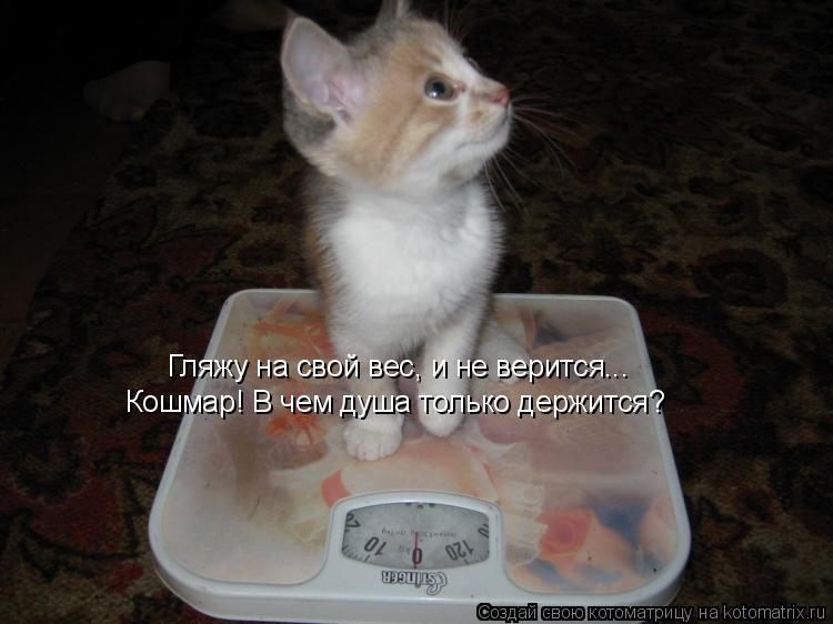 Гляжу на свой вес, и не верится... Кошмар! В чем душа только держится?... Котоматрица: Гляжу на свой вес, и не верится... Кошмар! В чем душа только держится?