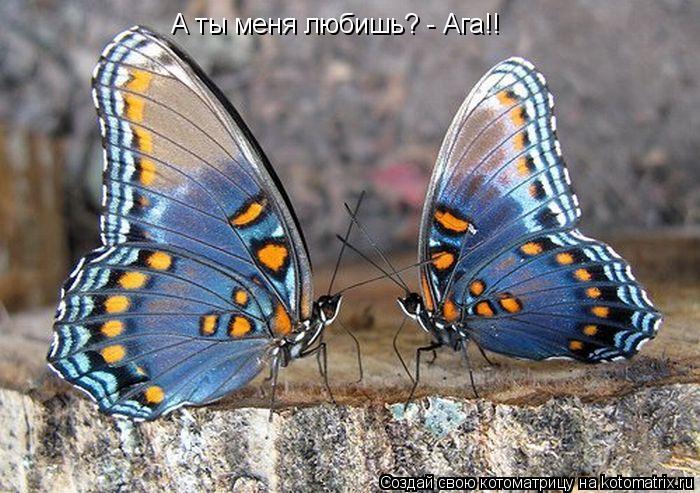 А ты меня любишь? - Ага!!... Котоматрица: А ты меня любишь? - Ага!!