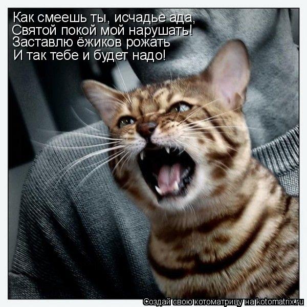 Как смеешь ты, исчадье ада, Святой покой мой нарушать! Заставлю ёжиков рожать И так тебе и будет надо... Котоматрица: Как смеешь ты, исчадье ада, Святой покой мой нарушать! Заставлю ёжиков рожать И так тебе и будет надо!
