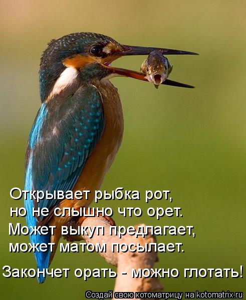 Открывает рыбка рот, но не слышно что орет. Может выкуп предлагает, может матом посылает. Законче... Котоматрица: Открывает рыбка рот, но не слышно что орет. Может выкуп предлагает, может матом посылает. Закончет орать - можно глотать!