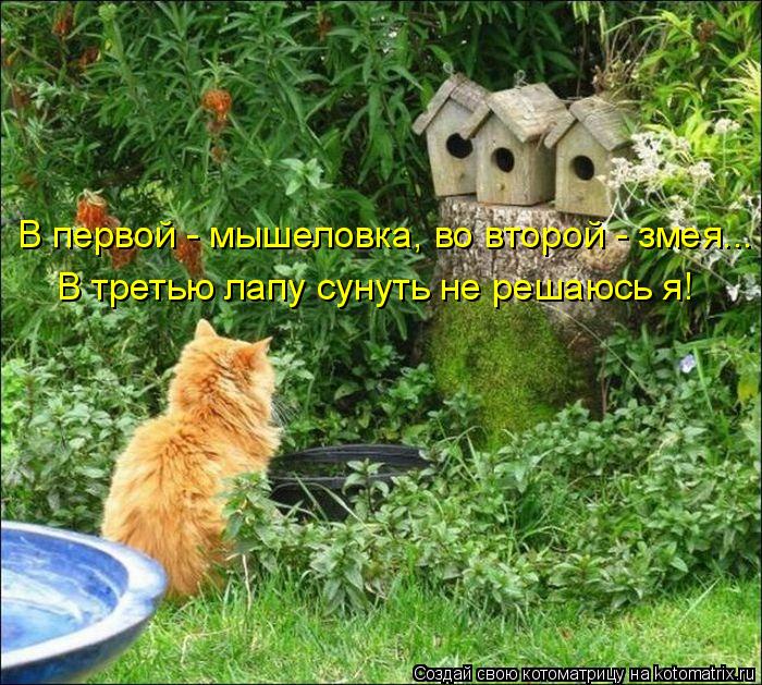 Котоматрица: В первой - мышеловка, во второй - змея... В третью лапу сунуть не решаюсь я!