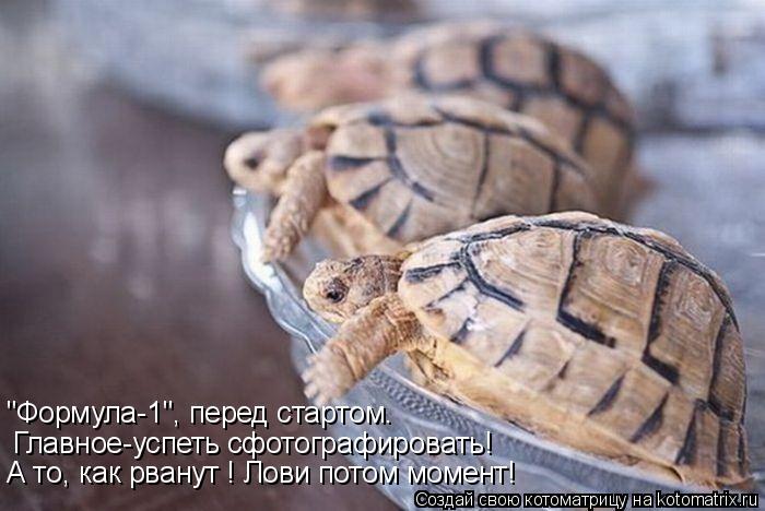 "Формула-1", перед стартом. Главное-успеть сфотографировать! А то, как рванут ! Лови потом момент!... Котоматрица: "Формула-1", перед стартом. Главное-успеть сфотографировать! А то, как рванут ! Лови потом момент!