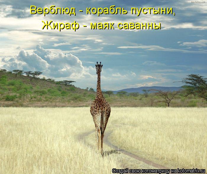 Верблюд - корабль пустыни, Жираф - маяк саванны... Котоматрица: Верблюд - корабль пустыни, Жираф - маяк саванны