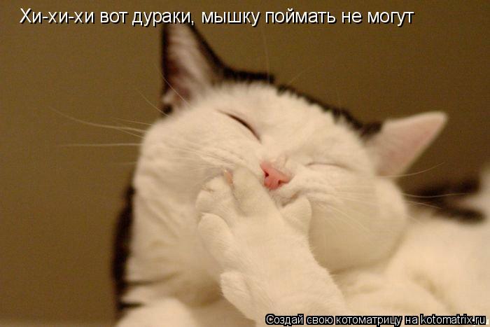 Хи-хи-хи вот дураки, мышку поймать не могут... Котоматрица: Хи-хи-хи вот дураки, мышку поймать не могут