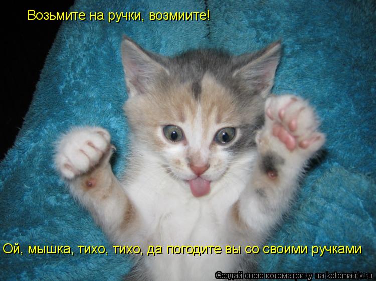 Возьмите на ручки, возмиите! Ой, мышка, тихо, тихо, да погодите вы со своими ручками... Котоматрица: Возьмите на ручки, возмиите! Ой, мышка, тихо, тихо, да погодите вы со своими ручками