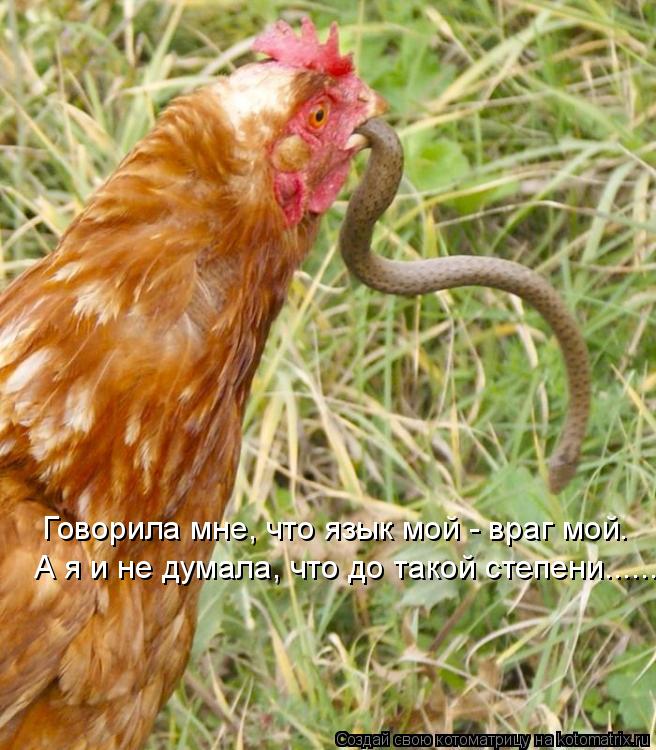 Говорила мне, что язык мой - враг мой. А я и не думала, что до такой степени......... Котоматрица: Говорила мне, что язык мой - враг мой. А я и не думала, что до такой степени......
