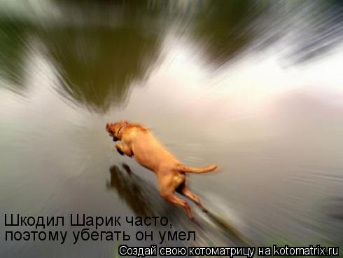 Шкодил Шарик часто, поэтому убегать он умел... Котоматрица: Шкодил Шарик часто, поэтому убегать он умел