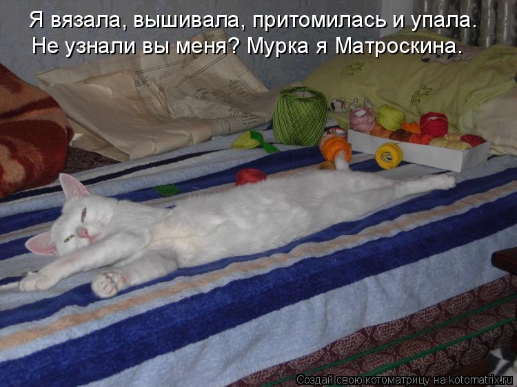 Я вязала, вышивала, притомилась и упала. Не узнали вы меня? Мурка я Матроскина.... Котоматрица: Я вязала, вышивала, притомилась и упала. Не узнали вы меня? Мурка я Матроскина.