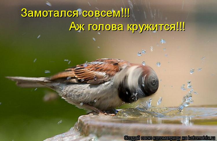 Замотался совсем!!! Аж голова кружится!!!... Котоматрица: Замотался совсем!!! Аж голова кружится!!!