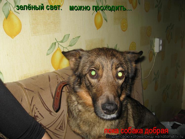 зелёный свет. можно проходить... пока собака добрая... Котоматрица: зелёный свет. можно проходить... пока собака добрая
