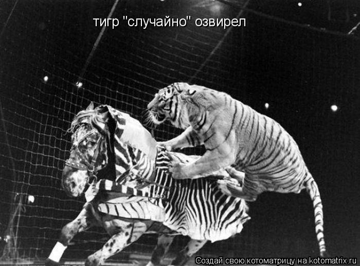 тигр "случайно" озвирел тигр "случайно" озвирел... Котоматрица: тигр "случайно" озвирел тигр "случайно" озвирел