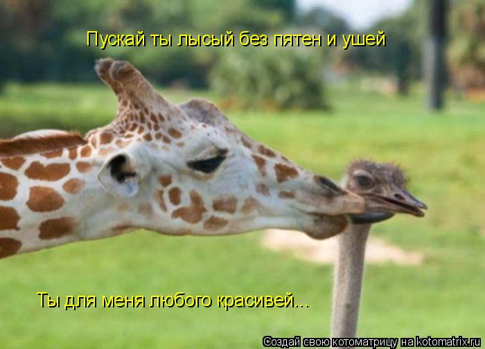 Пускай ты лысый без пятен и ушей Ты для меня любого красивей...... Котоматрица: Пускай ты лысый без пятен и ушей Ты для меня любого красивей...