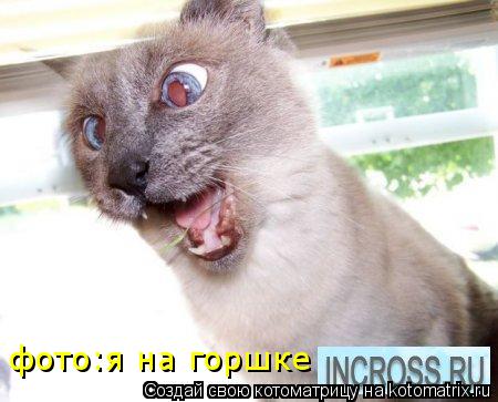 фото:я на горшке... Котоматрица: фото:я на горшке