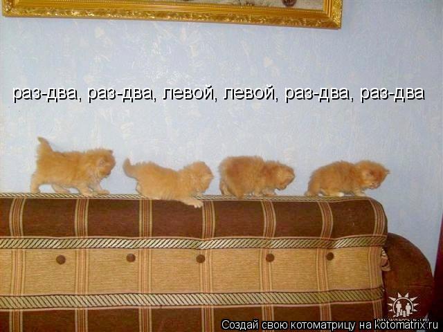 раз-два, раз-два, левой, левой, раз-два, раз-два... Котоматрица: раз-два, раз-два, левой, левой, раз-два, раз-два