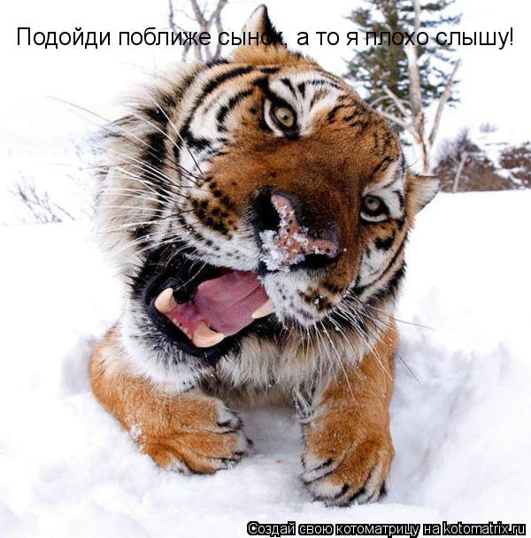 Подойди поближе сынок, а то я плохо слышу!... Котоматрица: Подойди поближе сынок, а то я плохо слышу!