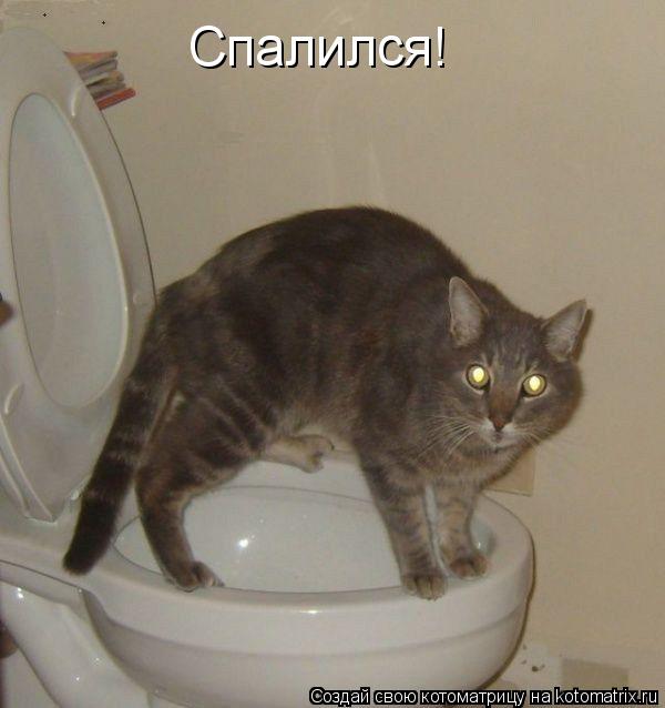 Спалился!... Котоматрица: Спалился!