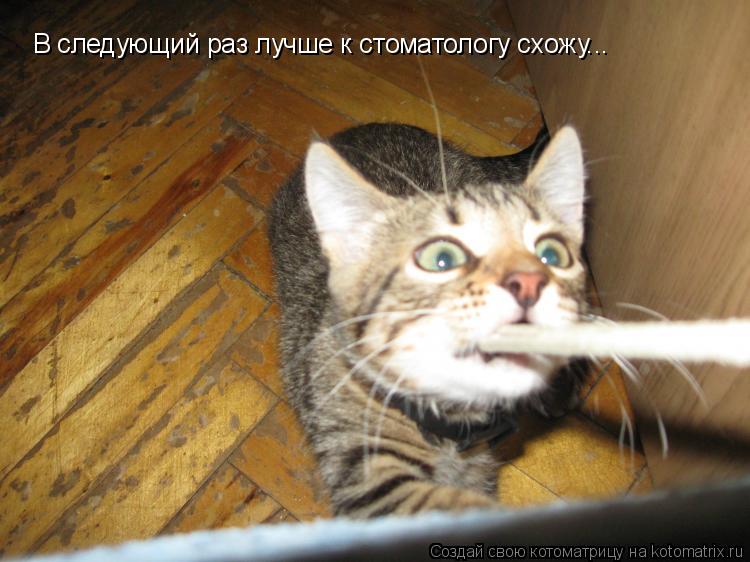 В следующий раз лучше к стоматологу схожу...... Котоматрица: В следующий раз лучше к стоматологу схожу...